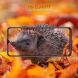 Защитное стекло HAT PRINCE 0.26mm для Samsung Galaxy A26 (A266) (371637). Фото 5 из 6