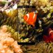 Защитное стекло MOFI 9H Full Cover Glass для Xiaomi Redmi Note 5 Pro - Black (169834B). Фото 2 из 5